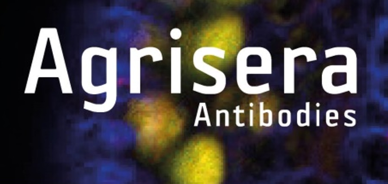 Agrisera植物細(xì)胞壁相關(guān)抗體，開(kāi)學(xué)季促銷(xiāo)啦！